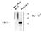 ETS Transcription Factor ELK1 antibody, NB500-137, Novus Biologicals, Western Blot image 