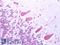 Bestrophin 3 antibody, LS-A8641, Lifespan Biosciences, Immunohistochemistry paraffin image 