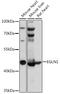 Egl-9 Family Hypoxia Inducible Factor 1 antibody, LS-C749557, Lifespan Biosciences, Western Blot image 