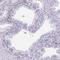 CRBP1 antibody, HPA007338, Atlas Antibodies, Immunohistochemistry frozen image 