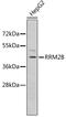 Ribonucleotide Reductase Regulatory TP53 Inducible Subunit M2B antibody, A5516, ABclonal Technology, Western Blot image 