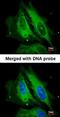 Dual Specificity Phosphatase 6 antibody, orb73898, Biorbyt, Immunofluorescence image 