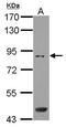 Sterile Alpha Motif Domain Containing 4B antibody, PA5-32005, Invitrogen Antibodies, Western Blot image 