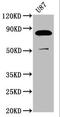 FERM domain-containing protein 7 antibody, LS-C680502, Lifespan Biosciences, Western Blot image 