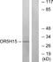 Olfactory Receptor Family 5 Subfamily H Member 15 antibody, A30897, Boster Biological Technology, Western Blot image 
