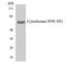 Cytochrome P450 4X1 antibody, LS-C291864, Lifespan Biosciences, Western Blot image 