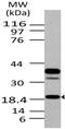 Anterior gradient protein 2 homolog antibody, MBS668034, MyBioSource, Western Blot image 