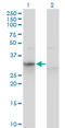 Apolipoprotein F antibody, LS-C133048, Lifespan Biosciences, Western Blot image 