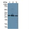 Lysophospholipase 1 antibody, LS-C374568, Lifespan Biosciences, Western Blot image 
