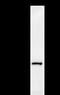 Cell cycle serine/threonine-protein kinase CDC5/MSD2 antibody, LS-C342413, Lifespan Biosciences, Immunoprecipitation image 