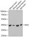 mRNA export factor antibody, GTX33456, GeneTex, Western Blot image 