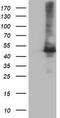 Carboxypeptidase A1 antibody, CF504524, Origene, Western Blot image 