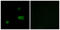  antibody, LS-C119932, Lifespan Biosciences, Immunofluorescence image 