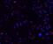 Zinc Finger E-Box Binding Homeobox 2 antibody, GTX85180, GeneTex, Immunofluorescence image 