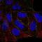 Par-6 Family Cell Polarity Regulator Gamma antibody, NBP2-30757, Novus Biologicals, Immunofluorescence image 