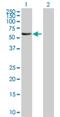 F-Box And Leucine Rich Repeat Protein 6 antibody, H00026233-B01P, Novus Biologicals, Western Blot image 