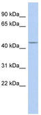 MPN Domain Containing antibody, TA342484, Origene, Western Blot image 