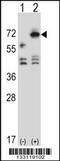 Arylsulfatase F antibody, 56-948, ProSci, Western Blot image 