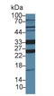 N-glycosylase/DNA lyase antibody, abx128200, Abbexa, Western Blot image 