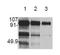 Hepatocyte Growth Factor antibody, orb88790, Biorbyt, Western Blot image 