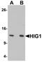 HIG1 domain family member 1A antibody, PA5-72706, Invitrogen Antibodies, Western Blot image 