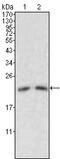Apolipoprotein M antibody, GTX83083, GeneTex, Western Blot image 