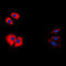 Caspase 1 antibody, LS-C351905, Lifespan Biosciences, Immunofluorescence image 