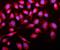 SMAD2 antibody, A00090-1, Boster Biological Technology, Immunofluorescence image 