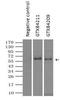EDL antibody, GTX84211, GeneTex, Immunoprecipitation image 