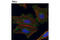 Catenin Beta 1 antibody, 2849S, Cell Signaling Technology, Immunocytochemistry image 