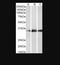 Kallikrein Related Peptidase 5 antibody, NB100-58963, Novus Biologicals, Western Blot image 