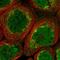 MORC Family CW-Type Zinc Finger 1 antibody, NBP1-84351, Novus Biologicals, Immunofluorescence image 