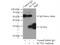 Potassium Channel Tetramerization Domain Containing 5 antibody, 15553-1-AP, Proteintech Group, Immunoprecipitation image 