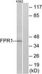 fMet-Leu-Phe receptor antibody, TA313892, Origene, Western Blot image 