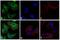 Rabbit IgG antibody, 31583, Invitrogen Antibodies, Immunofluorescence image 