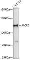 MCF.2 Cell Line Derived Transforming Sequence antibody, GTX66124, GeneTex, Western Blot image 