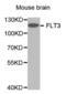 Fms Related Tyrosine Kinase 3 antibody, abx000548, Abbexa, Western Blot image 