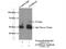 Fatty aldehyde dehydrogenase antibody, 15090-1-AP, Proteintech Group, Immunoprecipitation image 