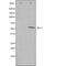 Serine And Arginine Rich Splicing Factor 11 antibody, orb227055, Biorbyt, Western Blot image 