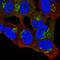 Proline Rich 36 antibody, NBP2-49372, Novus Biologicals, Immunofluorescence image 