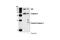 Caspase 3 antibody, 9665S, Cell Signaling Technology, Immunoprecipitation image 