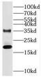SUB1 Regulator Of Transcription antibody, FNab08368, FineTest, Western Blot image 