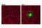 Amyloid Beta Precursor Protein antibody, 14974S, Cell Signaling Technology, Immunofluorescence image 