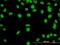 YY1 Transcription Factor antibody, H00007528-M01, Novus Biologicals, Immunofluorescence image 