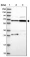 Cytoplasmic polyadenylation element-binding protein 4 antibody, NBP1-81384, Novus Biologicals, Western Blot image 