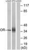 Olfactory Receptor Family 4 Subfamily D Member 6 antibody, TA316246, Origene, Western Blot image 
