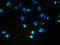 Solute Carrier Family 35 Member B4 antibody, A60978-100, Epigentek, Immunofluorescence image 