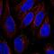 Solute Carrier Family 15 Member 3 antibody, NBP2-56960, Novus Biologicals, Immunocytochemistry image 