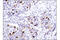 Prominin 1 antibody, 86781T, Cell Signaling Technology, Immunohistochemistry paraffin image 
