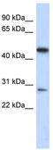 UPF0124 protein C13orf31 homolog antibody, TA337852, Origene, Western Blot image 